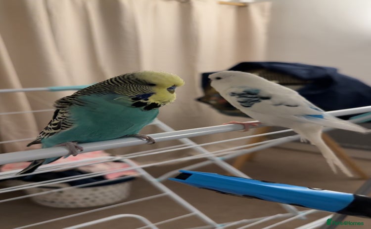 Budgerigars birds - Advert 1