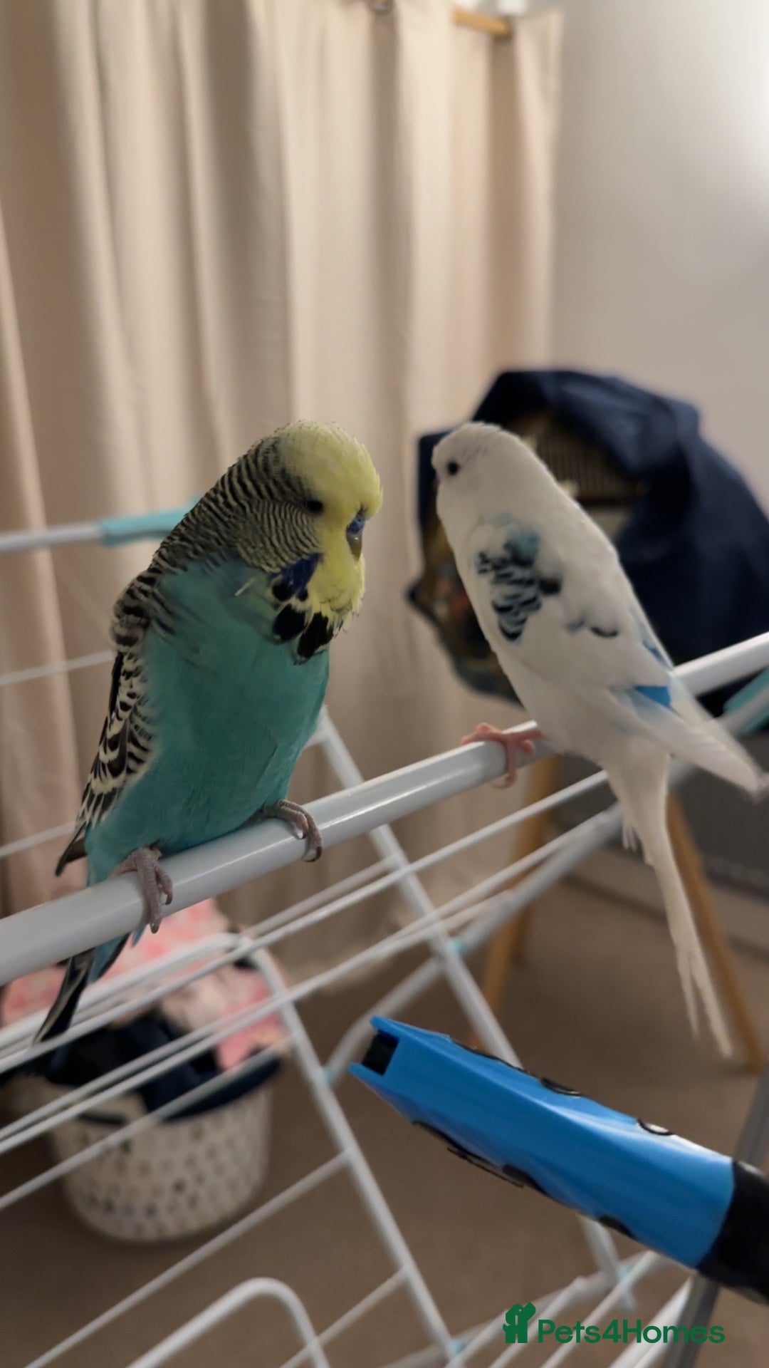 Budgerigars birds for sale: Budgerigar - Image 1