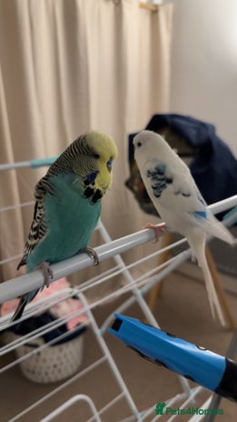 Budgerigars birds - Advert 1