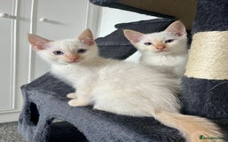 Siamese cats for sale: Siamese x ragdoll kittens  - Image 2