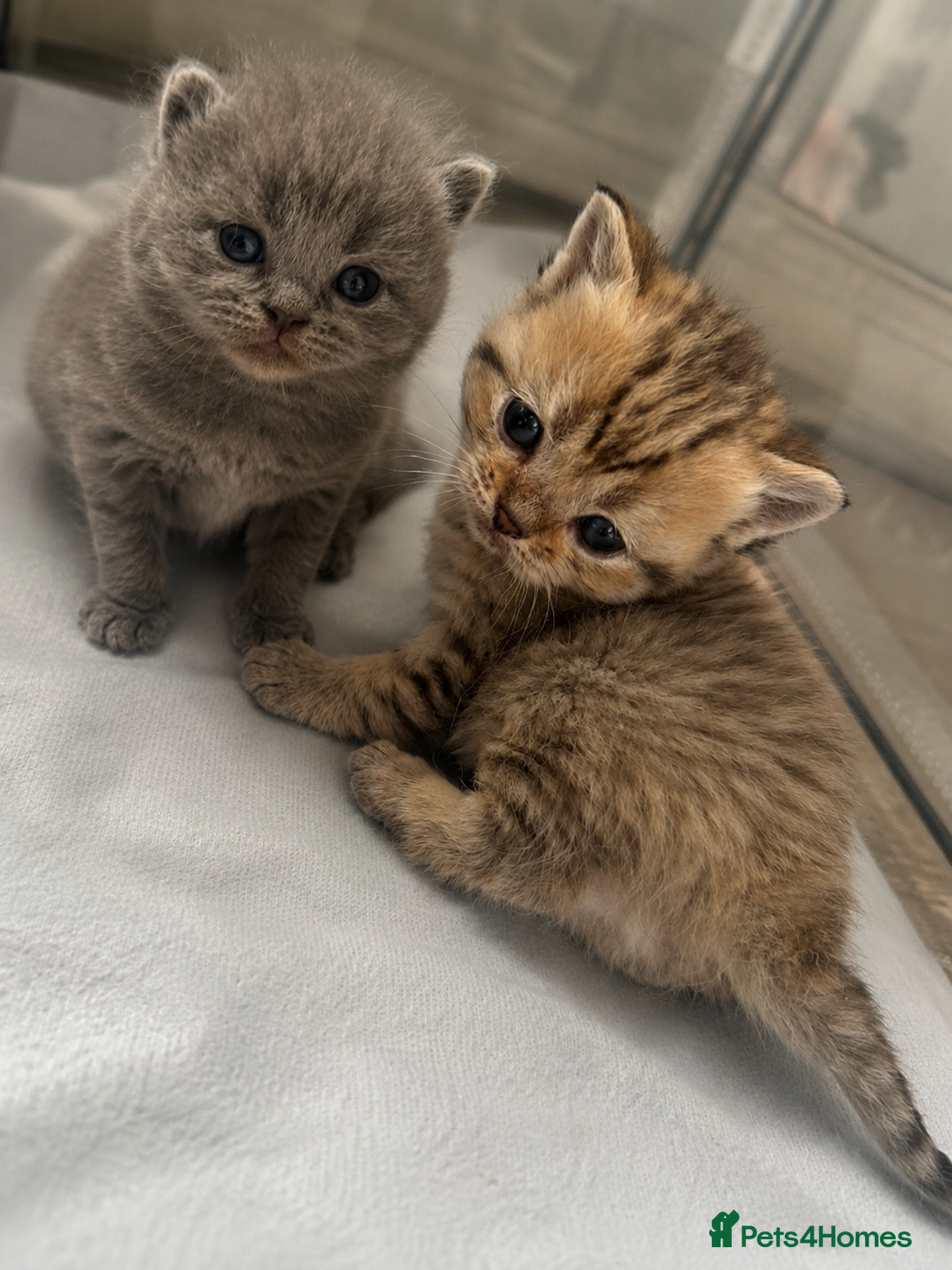 British Shorthair cats BSH KITTENS 💕💙 - Advert 12
