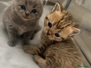 British Shorthair cats BSH KITTENS 💕💙 - Advert 9