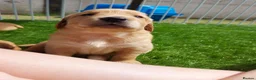 Golden Retriever dogs for sale: Healthy, happy KC reg, Golden Retriever puppies.  - Advert 12