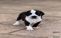Mixed Breed dogs for sale: Rare English Bulldog x Bracco Italiano Puppies - Image 3