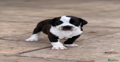 Mixed Breed dogs - Advert 1