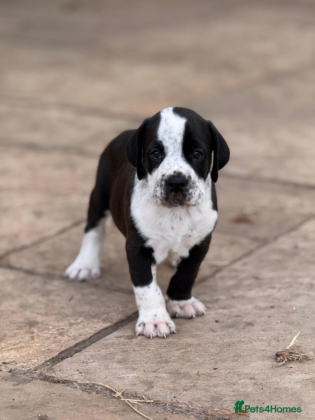 Mixed Breed dogs for sale: Rare English Bulldog x Bracco Italiano Puppies - Image 3