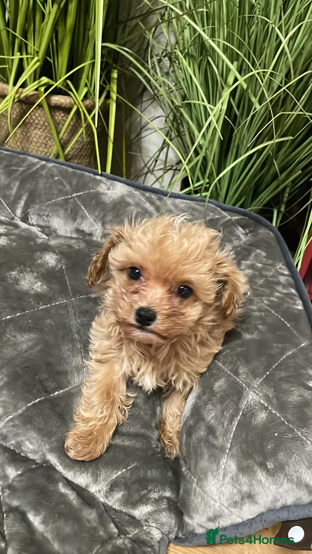 Maltipoo dogs for sale: Maltipoo Puppies – Two Beautiful Boys Available in London - Advert 1