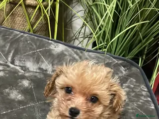 Maltipoo dogs Maltipoo Puppies – Two Beautiful Boys Available - Advert 1