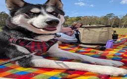 Siberian Husky dogs for sale: Krypto- 1yr Husky, Friendly, Goofy boy. Offers ok - Image 7