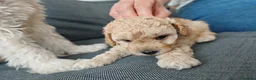 Mixed Breed dogs for sale: Cavapoochon puppies  - Advert 39