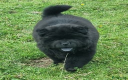 Chow Chow dogs for sale: KC uk registered chow chow puppies  - Image 2