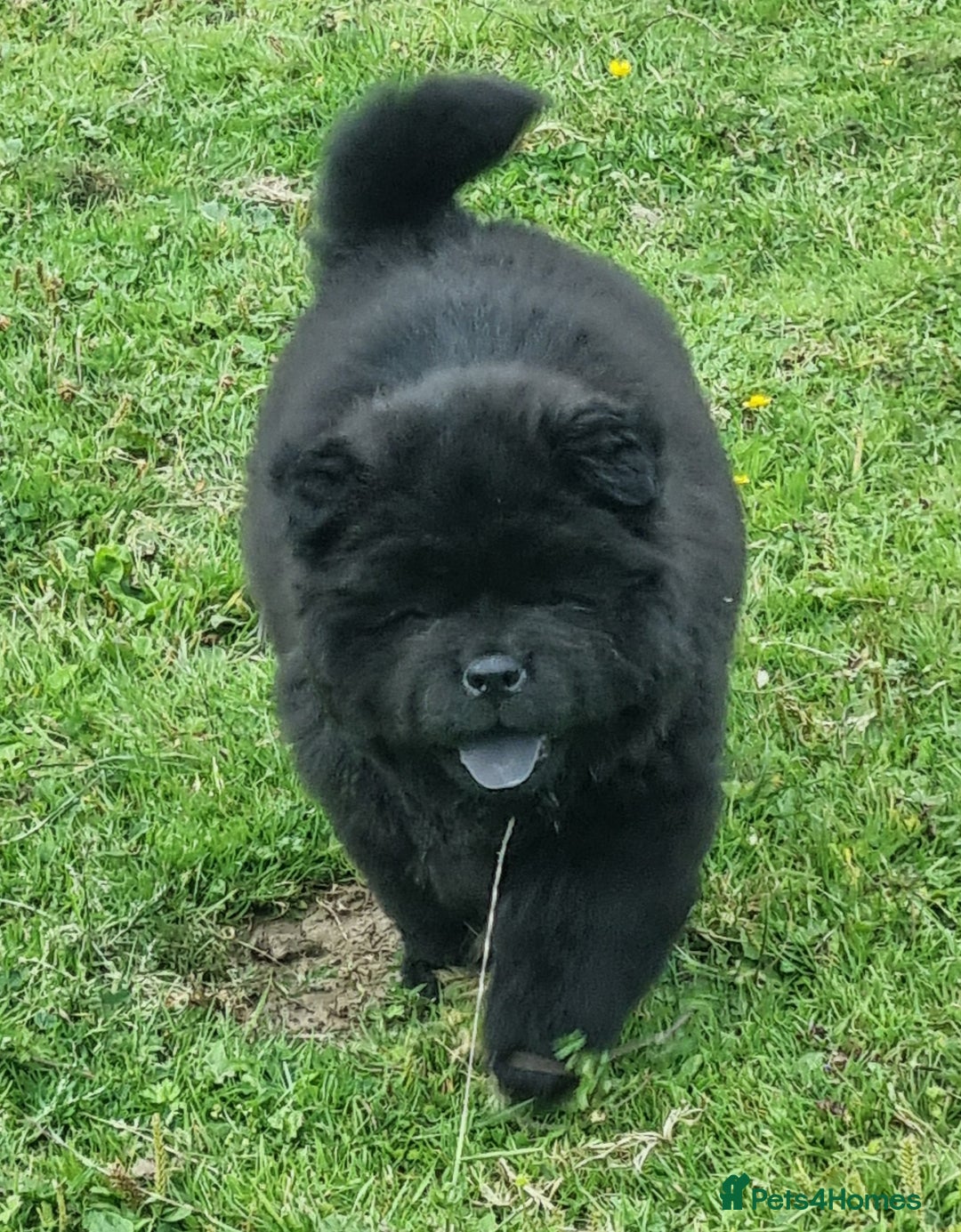 Chow Chow dogs for sale: KC uk registered chow chow puppies  - Image 2