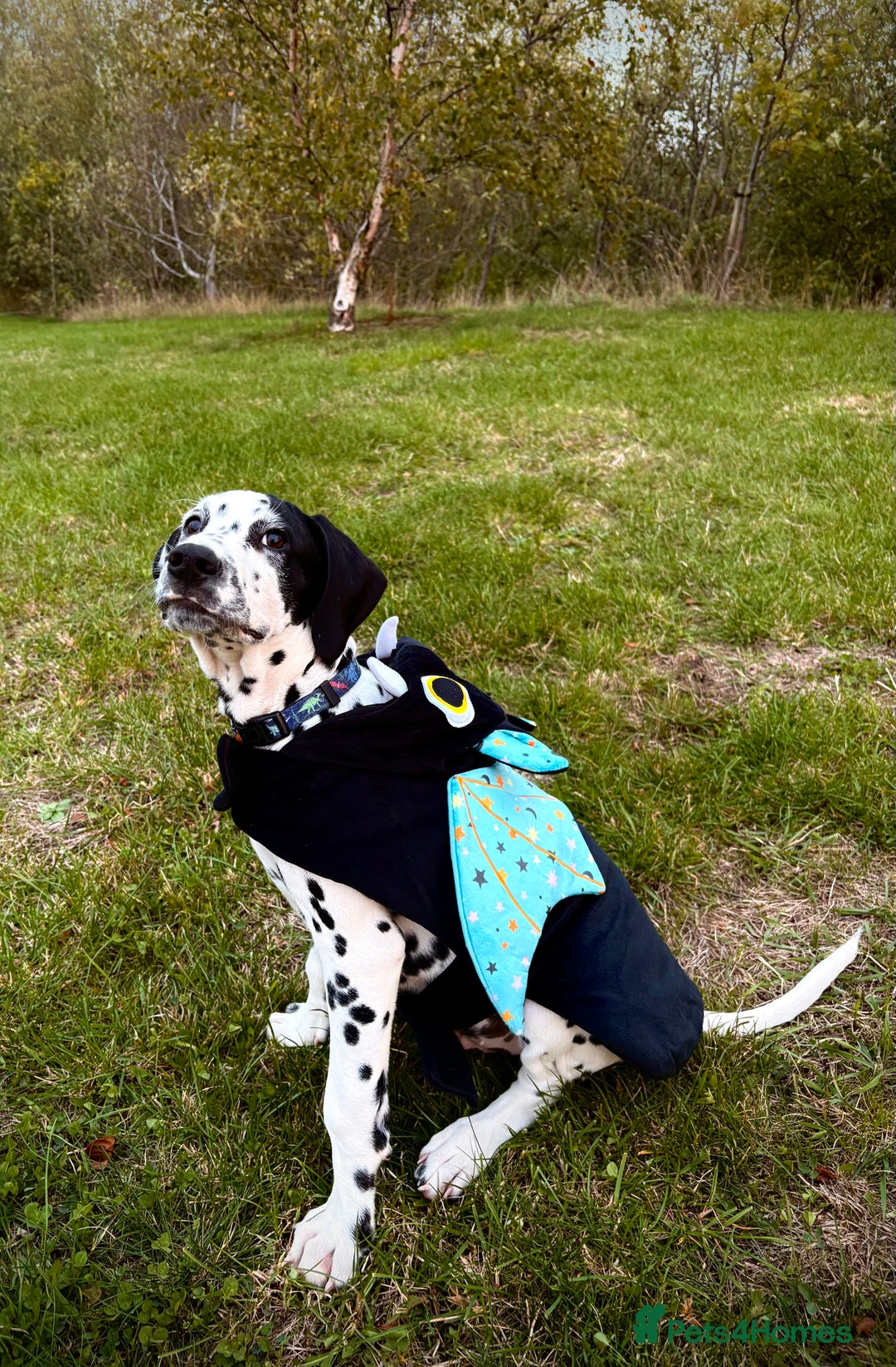 Dalmatian dogs for sale: Dalmatian puppy for sale 5 months  - Image 1