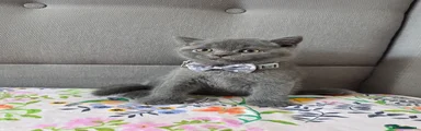 British Shorthair 2