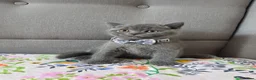 British Shorthair cats for sale: Ready to go British Shorthair kittens  - Advert 23