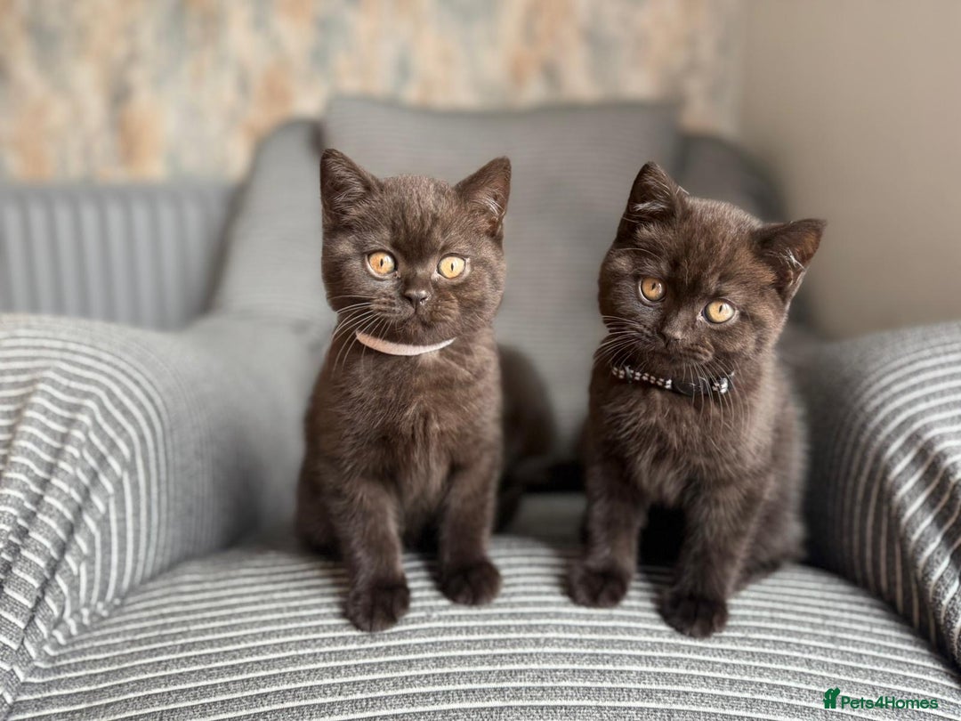 shorthair kitten black golden ticked british shorthair