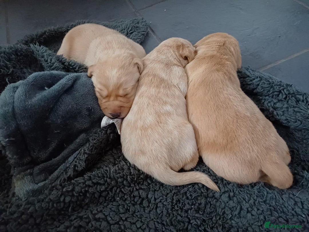 Labrador Retriever dogs for sale: 3 Puppies Available 🐶🐶🐶  - Image 9