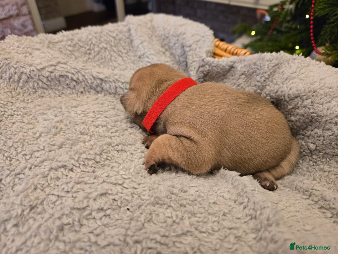 French Bulldog dogs for sale: French bulldog puppies.  - Advert 5