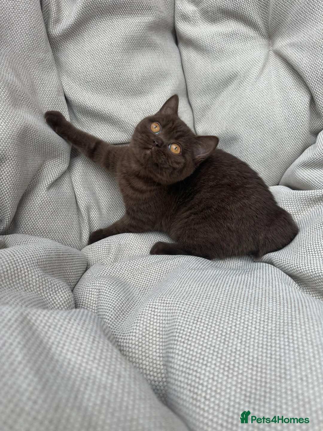 British Shorthair cats for sale: British Shorthair Chunky Chocolate Kittens🐻 - Advert 3