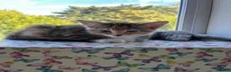 Mixed Breed cats for sale: 6 lovely female kittens.  - Advert 15