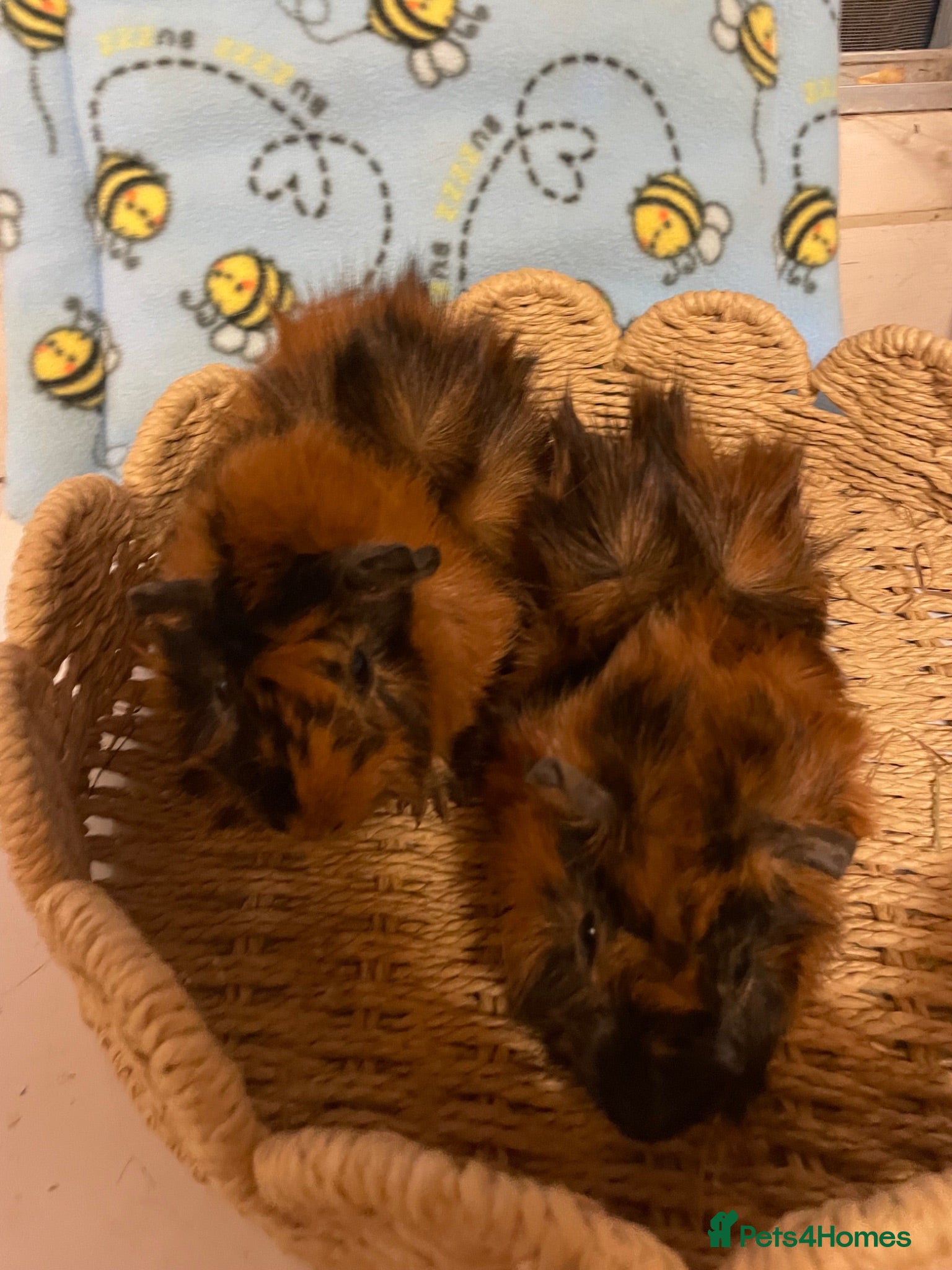 Guinea Pig rodents Beautiful Abyssinian Guinea Pigs - Advert 2