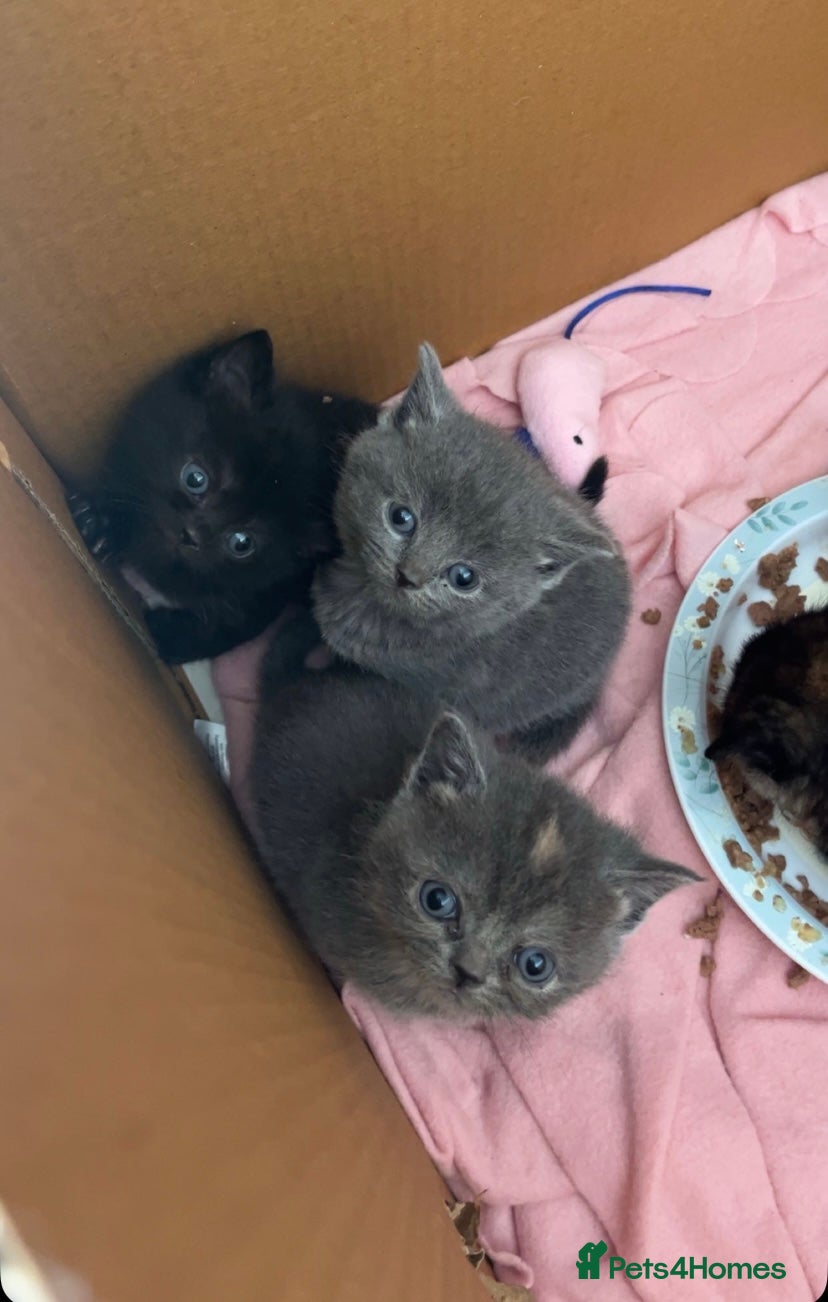 Exotic cats for sale: Beautiful litter of exotic x British shorthairs  - Advert 3