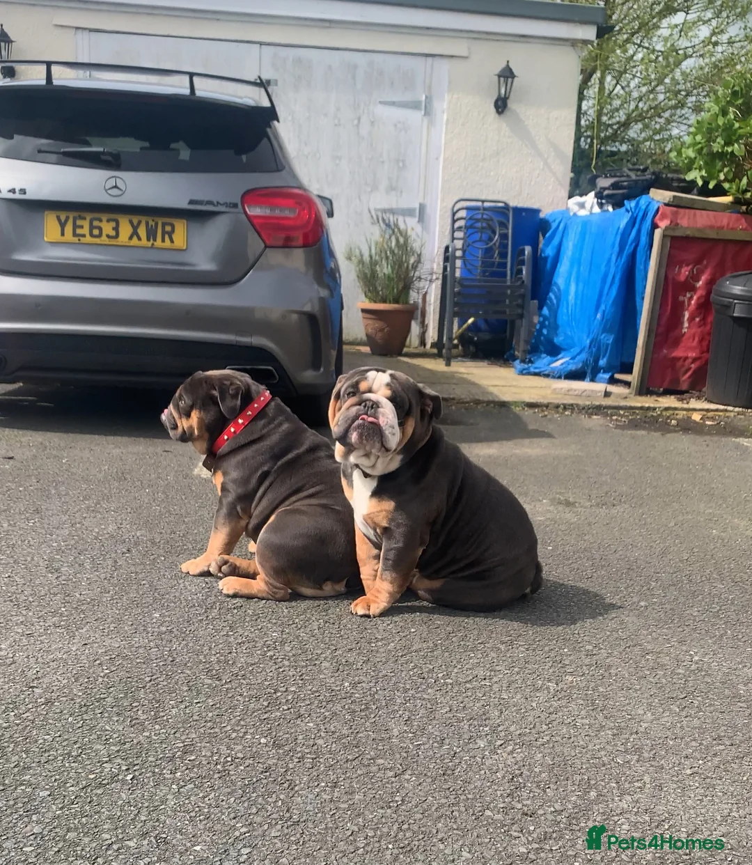 English Bulldog dogs for stud: English Bulldog Stud – Exceptional Temperament - Advert 12