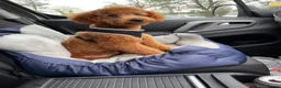 Miniature Poodle dogs for sale:  🐾 KC Registered Miniature Poodles-Red&Apricot 🐾 - Advert 33
