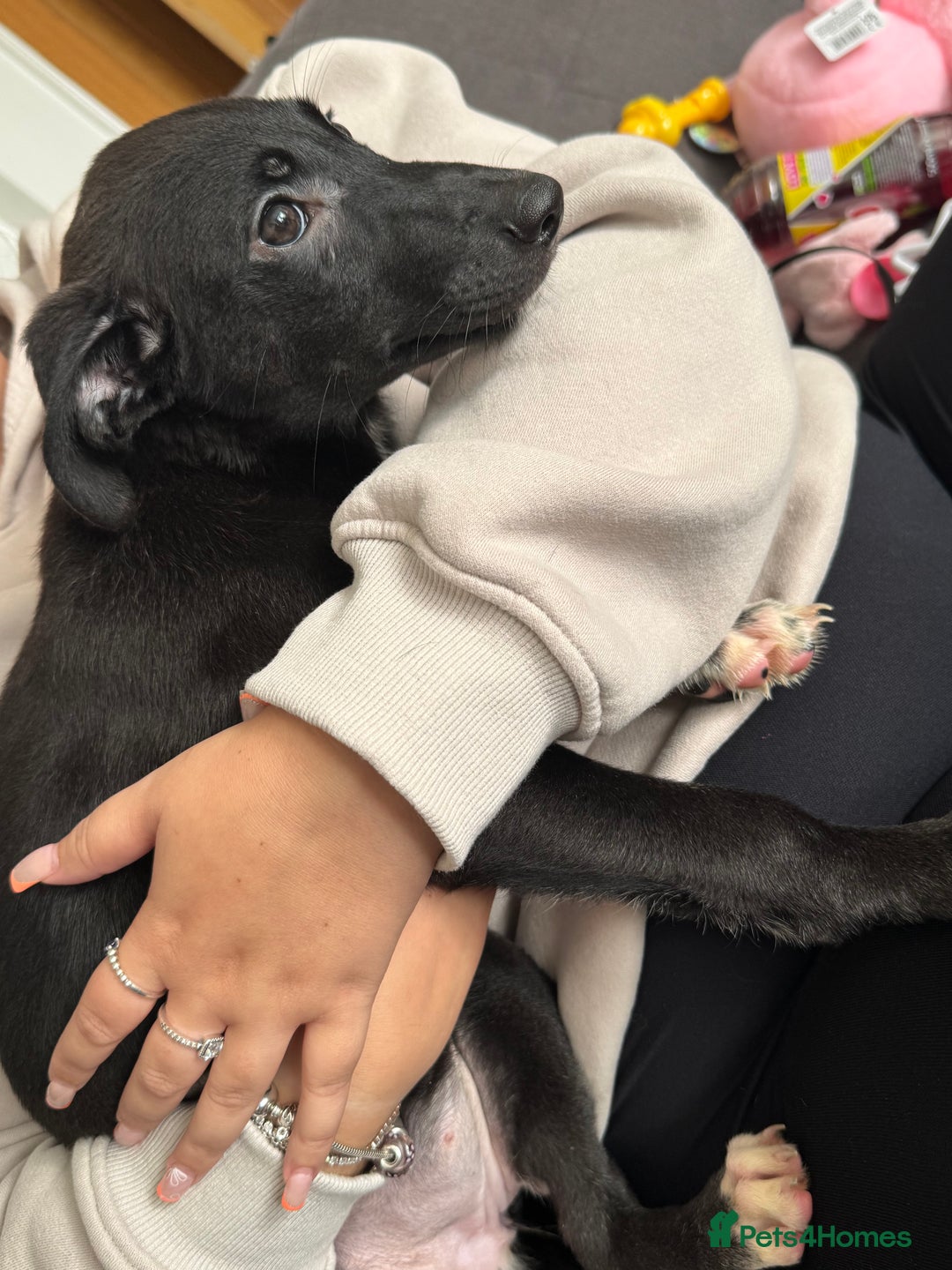 Mixed Breed dogs for sale: Female German Shepard x husky puppies  - Image 4