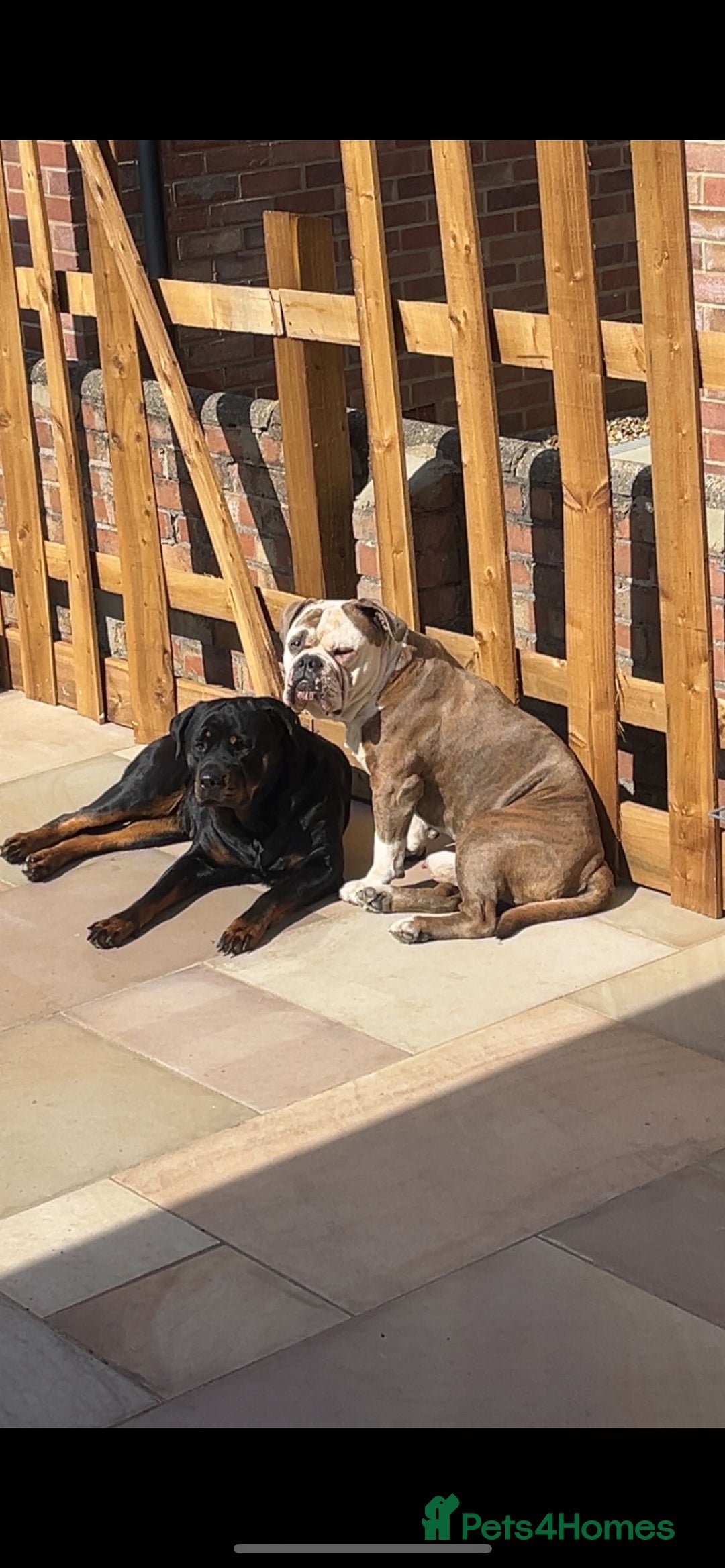 Mixed Breed dogs for sale: Rottweiler X Olde Tyme bulldog (Bullweilers)  - Image 10