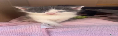 Grey and white kitty 