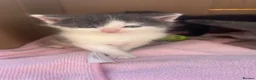 Domestic Shorthair cats for sale: 3 perfect moggys - Advert 6