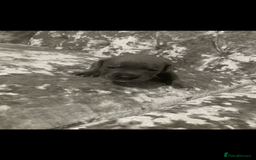 Staffordshire Bull Terrier dogs for sale: KC Reg Staffy Puppies Ready 3rd Dec - Image 7