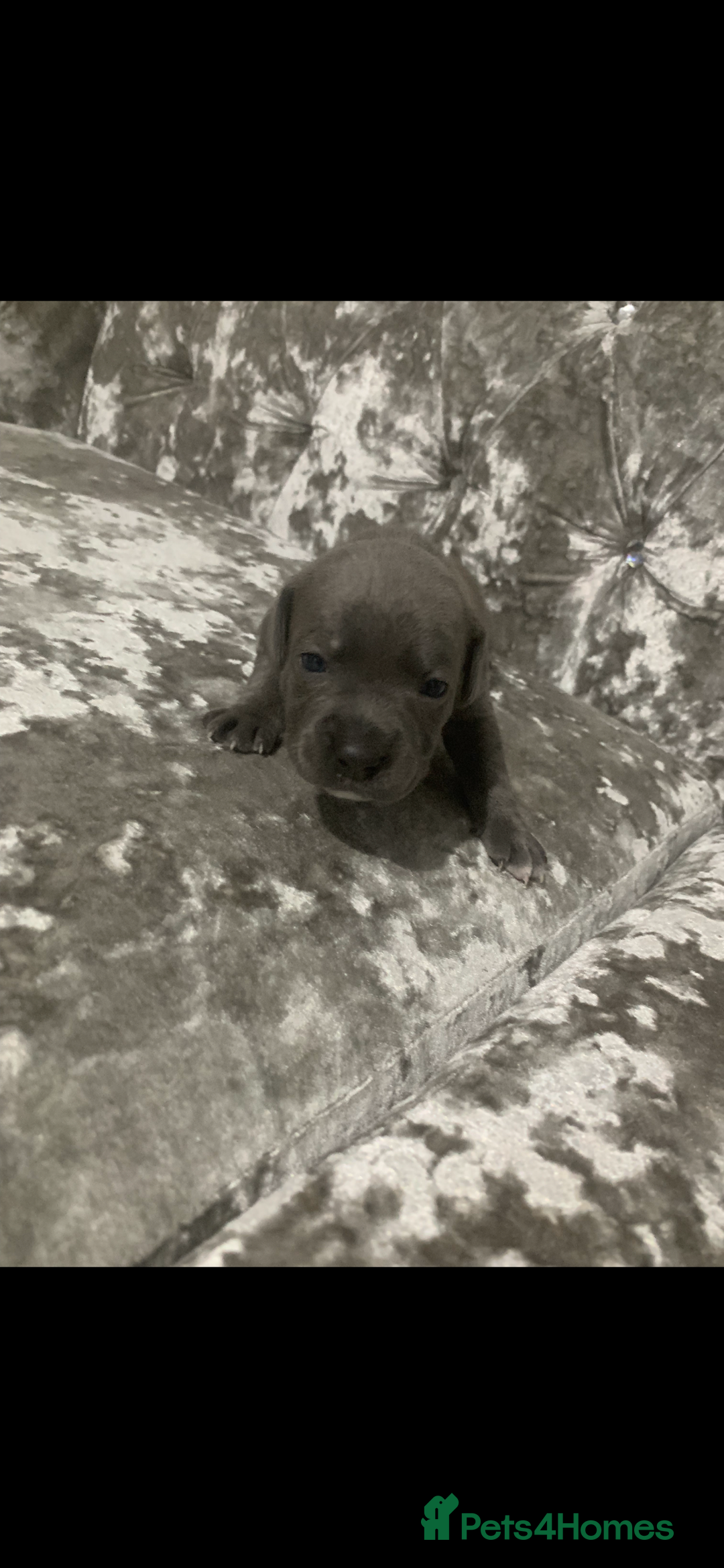 Staffordshire Bull Terrier dogs for sale: KC Reg Staffy Puppies Ready 3rd Dec - Image 7