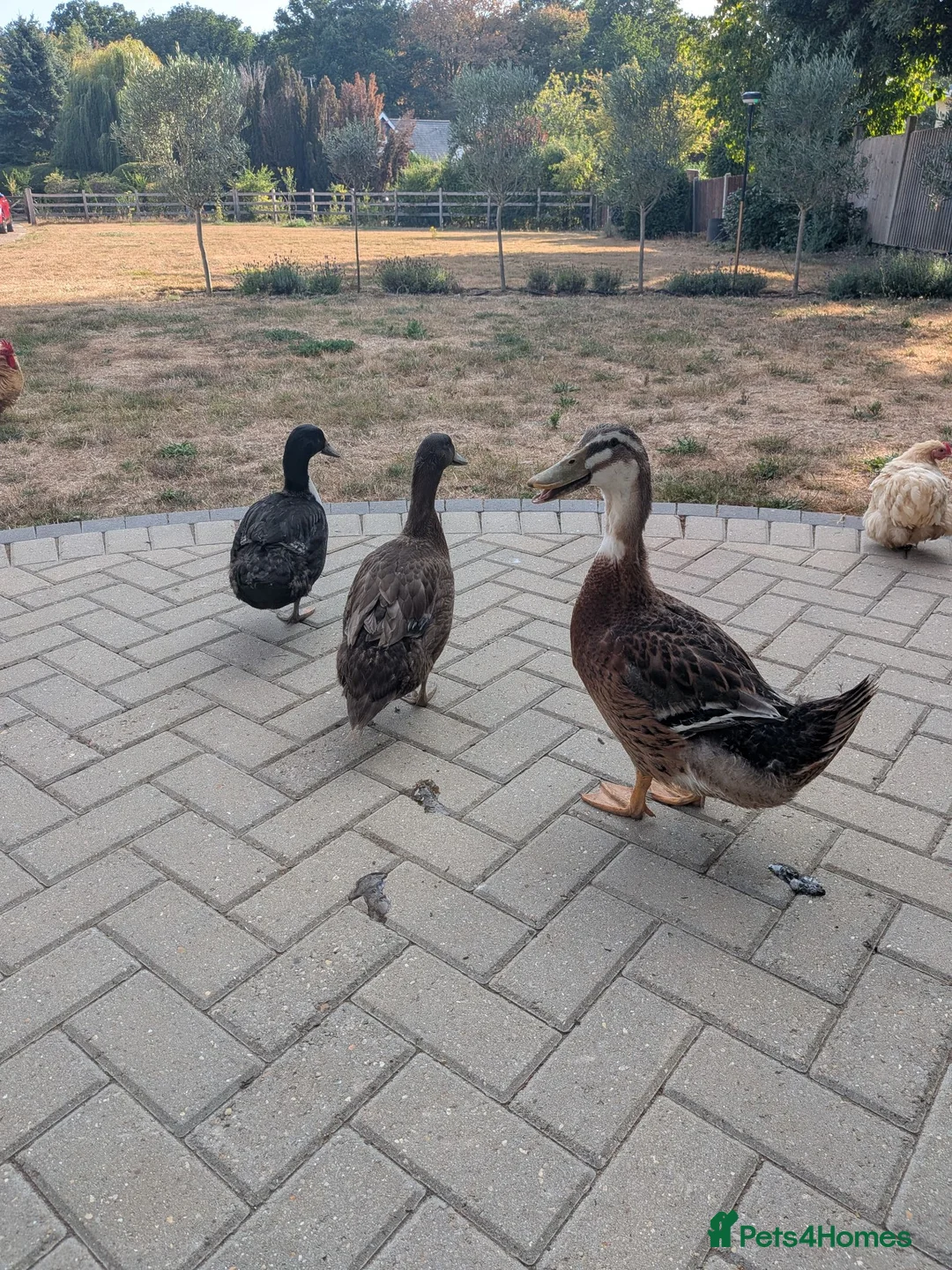 Ducks poultry for sale: Drake for rehoming (free) - Advert 4