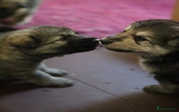 German Shepherd dogs for sale: Adorable GSD pups, straight back line, KC reg - Image 10