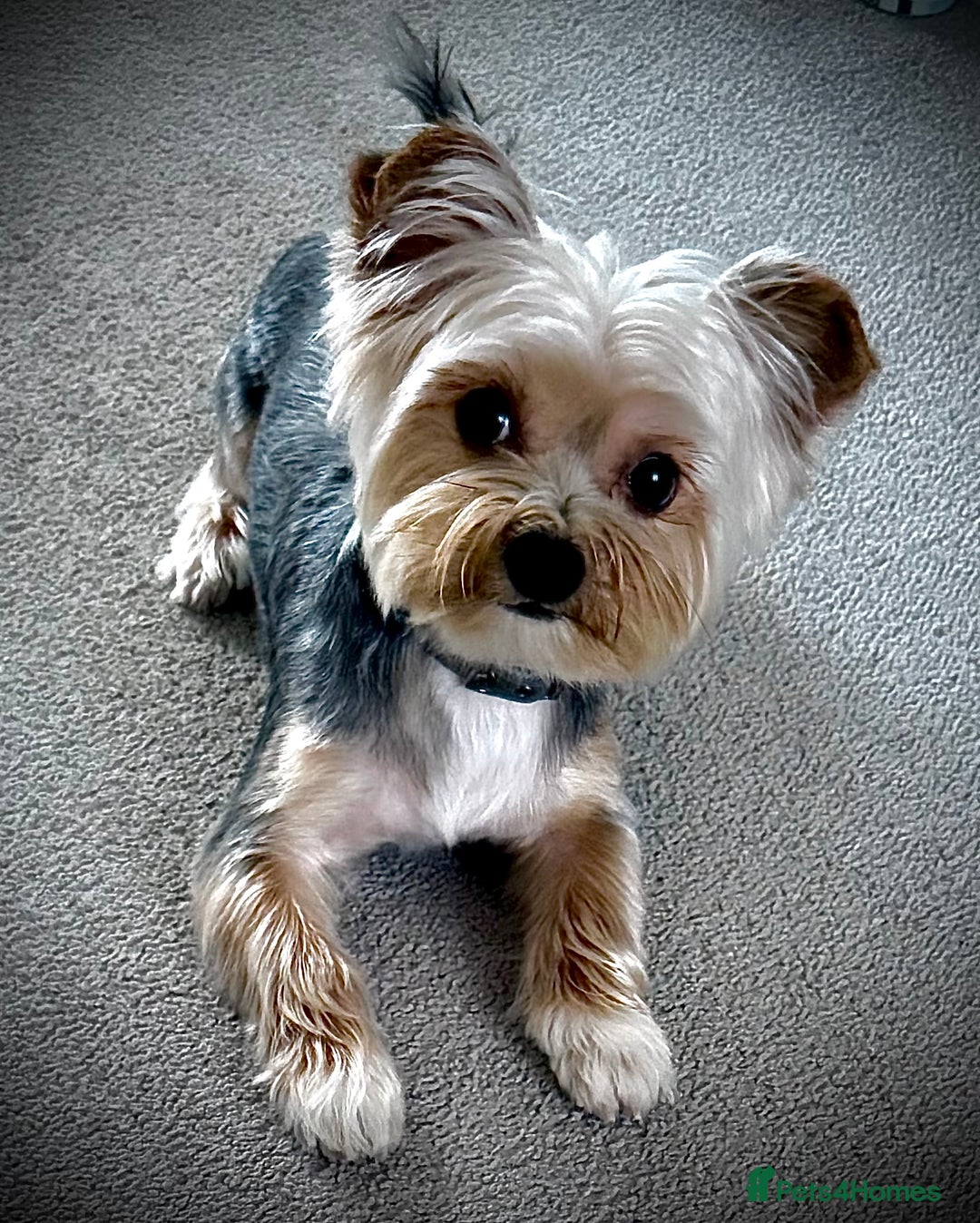 Yorkshire Terrier dogs for stud: Yorkshire terrier  - Image 3
