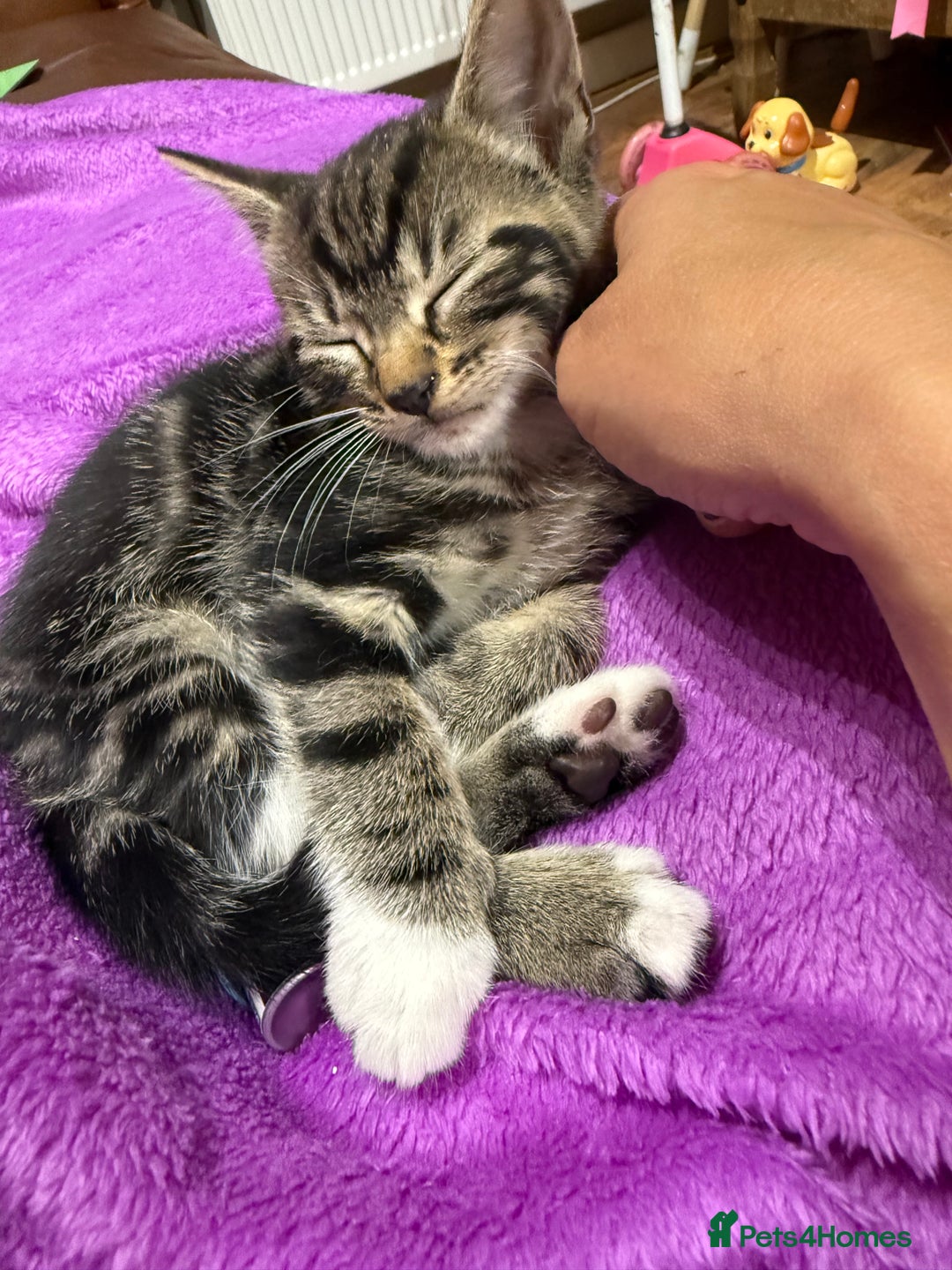 Mixed Breed cats for sale: 4 tabby kittens  - Image 2