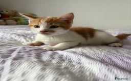 Mixed Breed cats for sale: 3 beautiful kittens for sale. RARE female colours! - Image 4