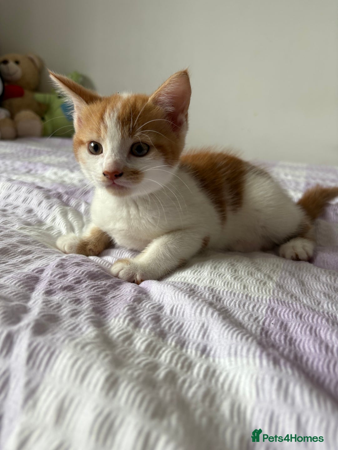 Mixed Breed cats for sale: 3 beautiful kittens for sale. RARE female colours! - Image 4