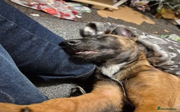 Belgian Shepherd Dog dogs for sale: Belgian malinois  - Advert 2