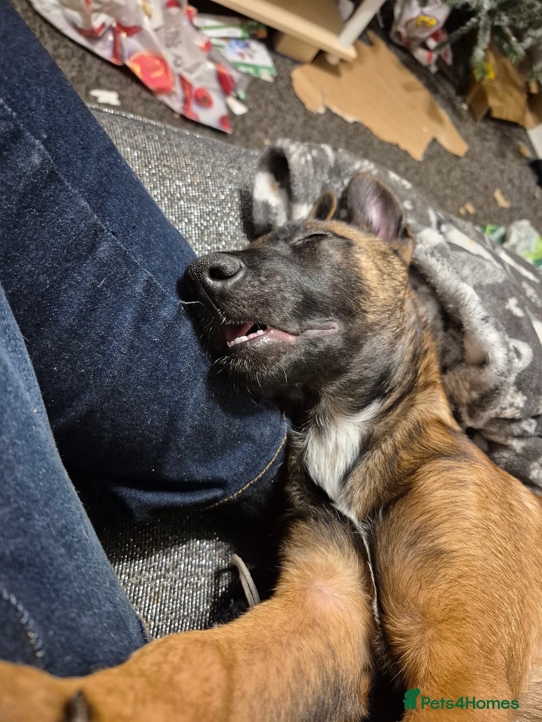 Belgian Shepherd Dog dogs for sale: Belgian malinois  - Advert 2