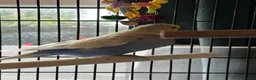 Budgerigars birds for sale: 2 budgies with there own cage set up  in Walton on the Naze - Advert 5