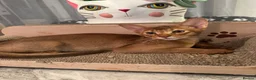 Abyssinian cats for sale: Abyssinian kittens looking for a new forever home - Advert 14