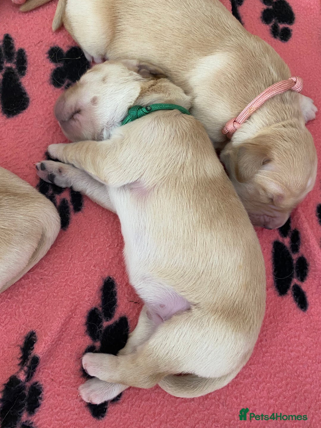 Golden Retriever dogs for sale: 🐾Sweet Golden Retriever Puppies-5 generation KC🐾 - Image 17