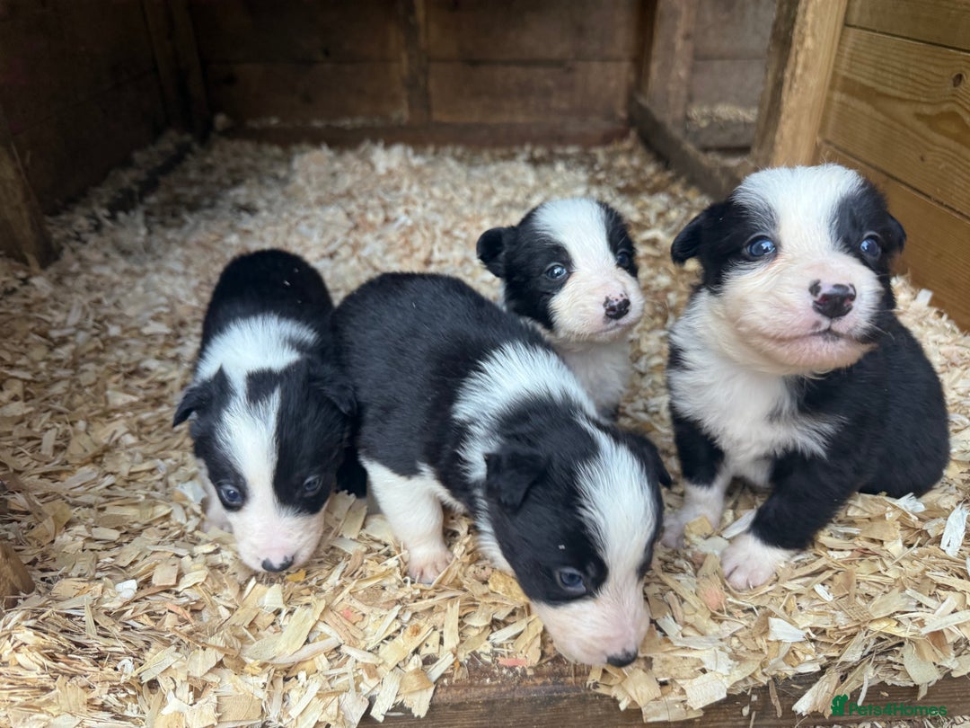 Border Collie dogs for sale: Border collie pups  - Image 14