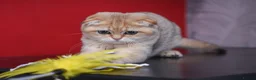 Scottish Fold cats for sale: Scottish fold PEDIGREE ready to leave - Advert 4