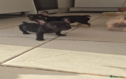 French Bulldog dogs for sale: Beautiful French bulldog  - Image 5