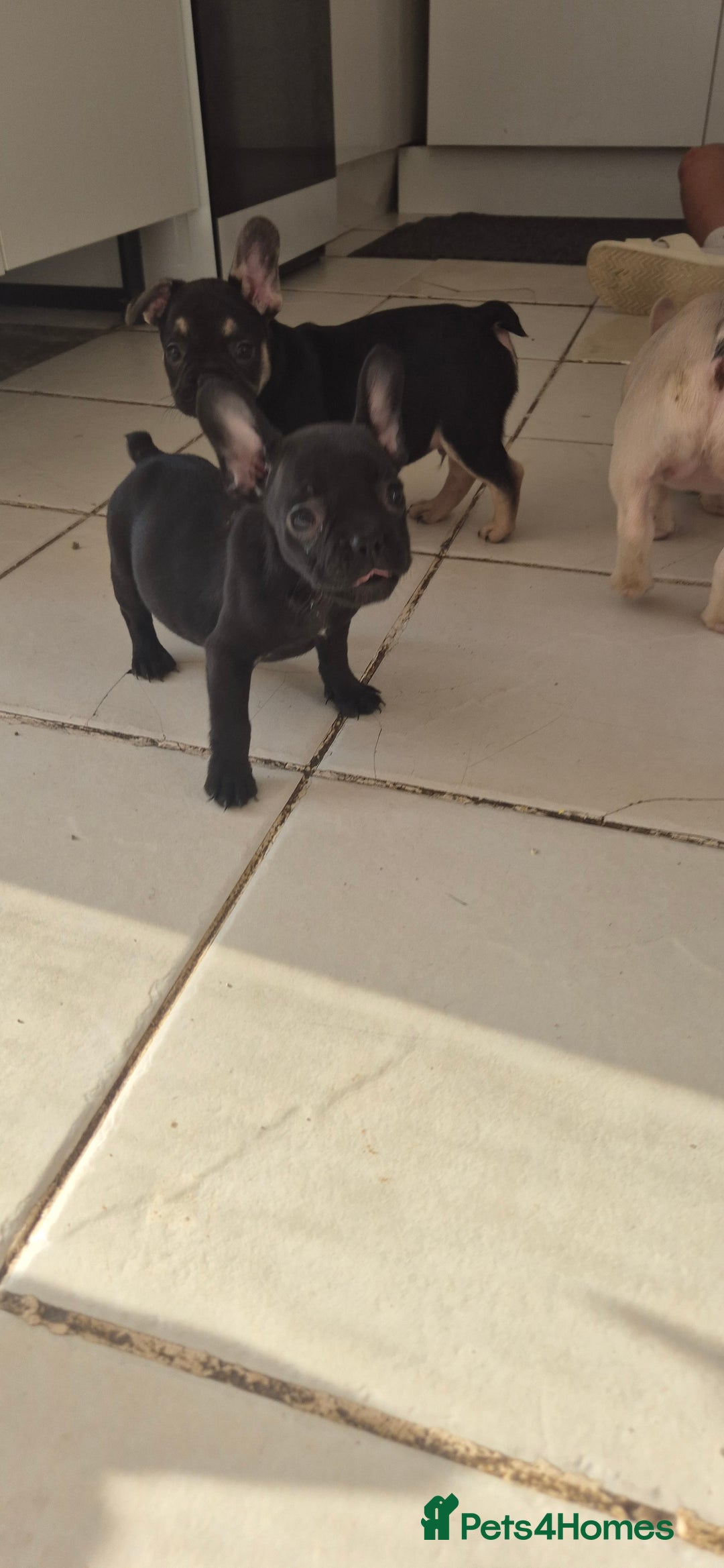 French Bulldog dogs for sale: Beautiful French bulldog  - Image 5