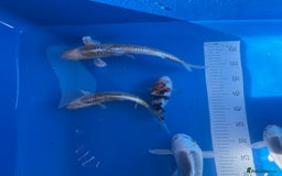 Koi Carp fish for sale: Various koi carp - Image 14